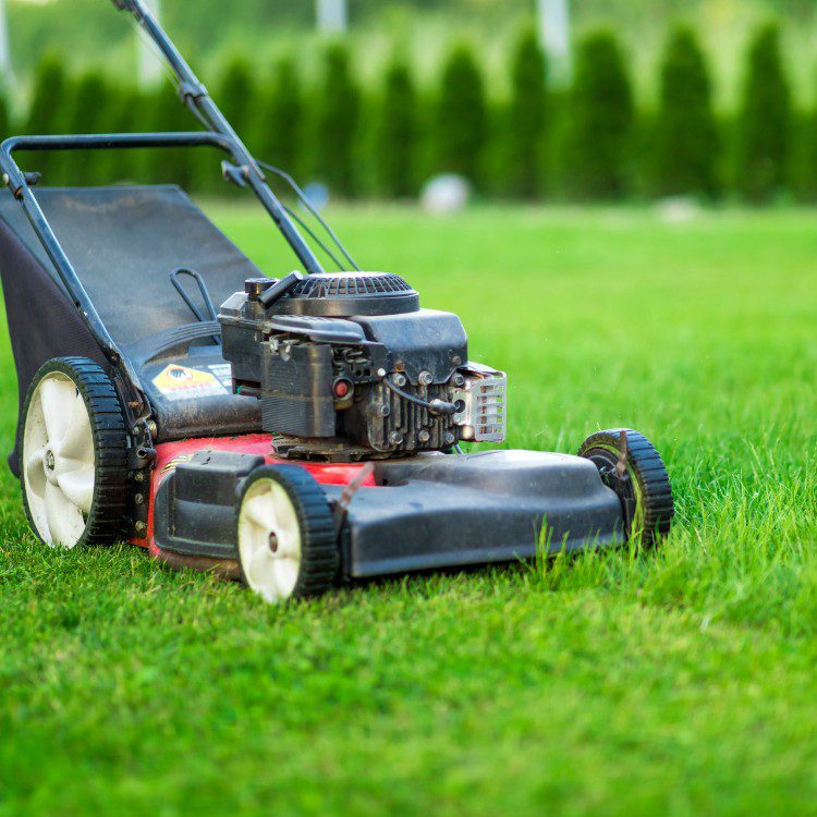 Lawn and grass services in St. Petersburg, FL Lawn and grass services in St. Petersburg, FL