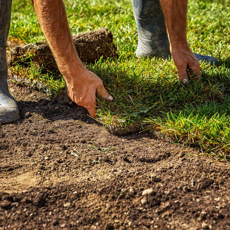 Lawn and grass services in St. Petersburg, FL Lawn and grass services in St. Petersburg, FL