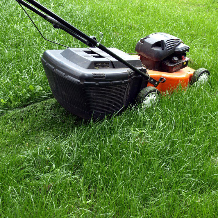 Lawn and grass services in St. Petersburg, FL Lawn and grass services in St. Petersburg, FL