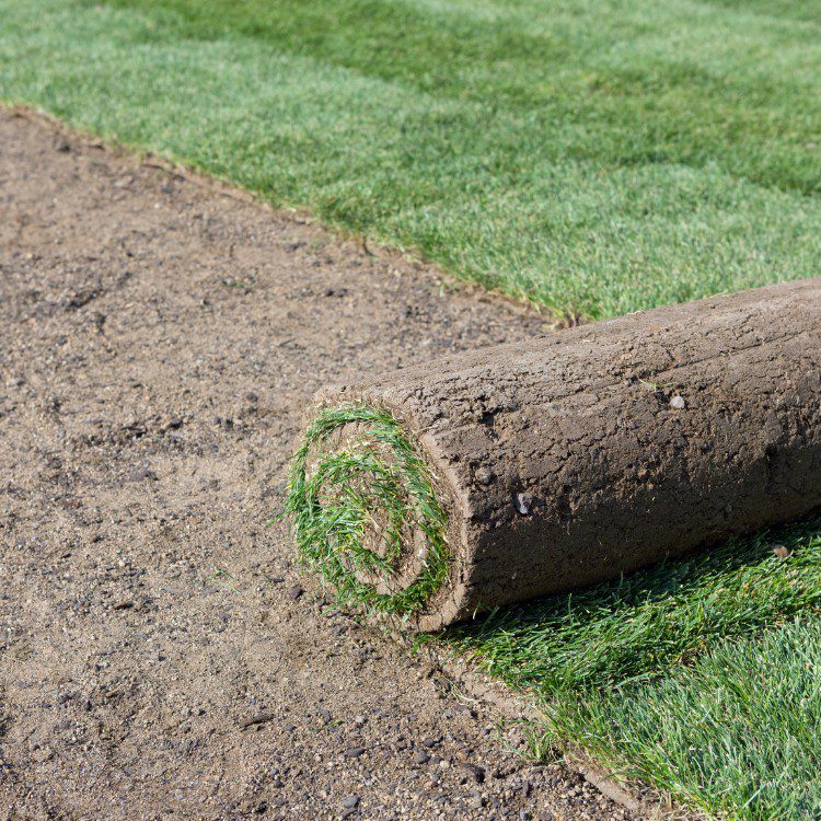 Lawn and grass services in St. Petersburg, FL Lawn and grass services in St. Petersburg, FL