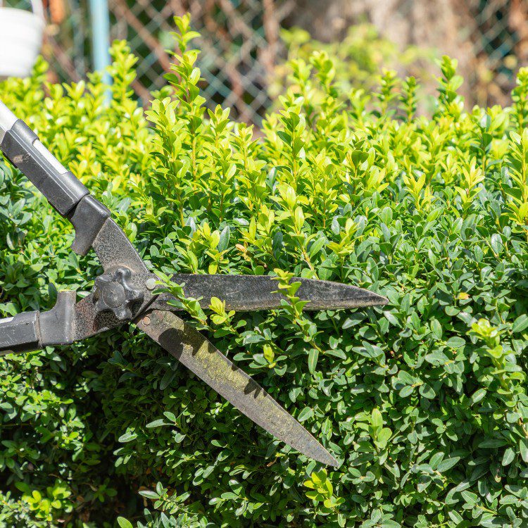 Lawn and grass services in St. Petersburg, FL