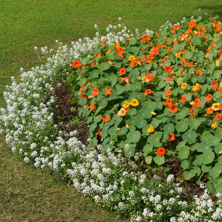 Lawn and grass services in St. Petersburg, FL Lawn and grass services in St. Petersburg, FL