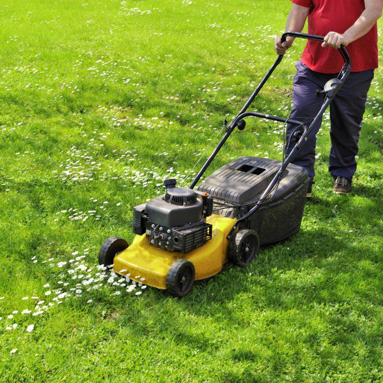 Lawn and grass services in St. Petersburg, FL Lawn and grass services in St. Petersburg, FL