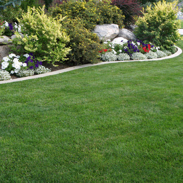 Lawn and grass services in St. Petersburg, FL Lawn and grass services in St. Petersburg, FL