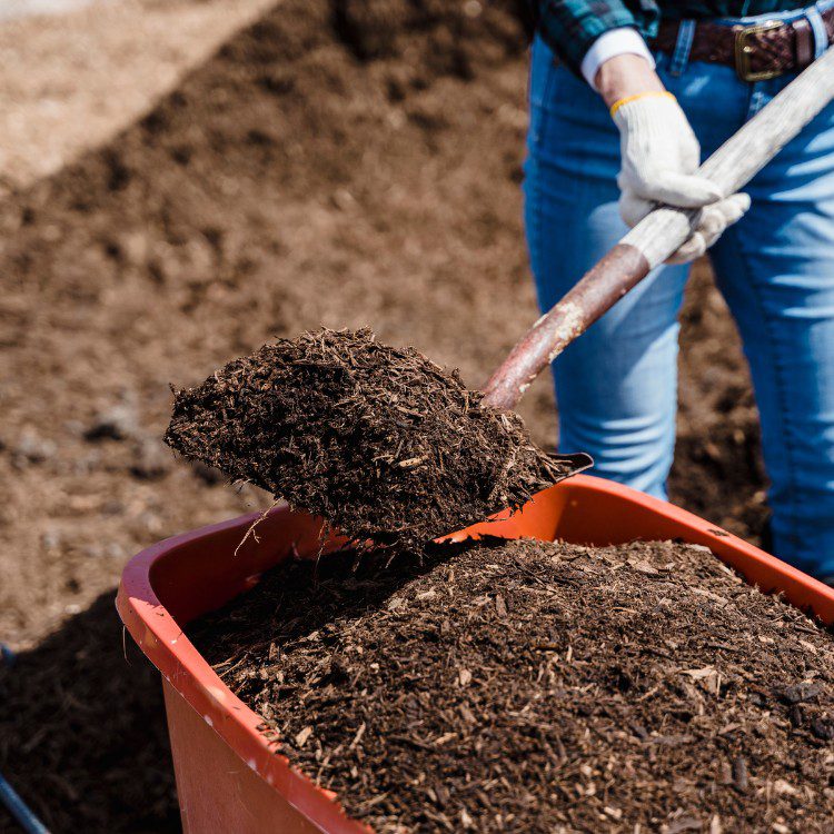 Lawn and grass services in St. Petersburg, FL Lawn and grass services in St. Petersburg, FL